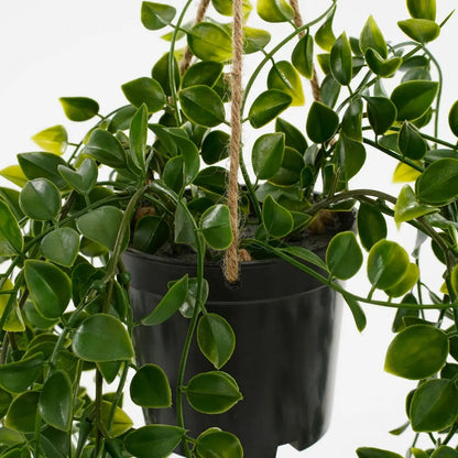 Ficus Kunst Hangplant in Pot - H46 x Ø20 cm - Groen | Perrano Mica Decorations