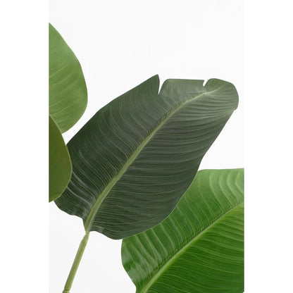 Kunstplant Bananenboom in Pot - H180 x Ø30 cm - Groen | Perrano Mica Decorations